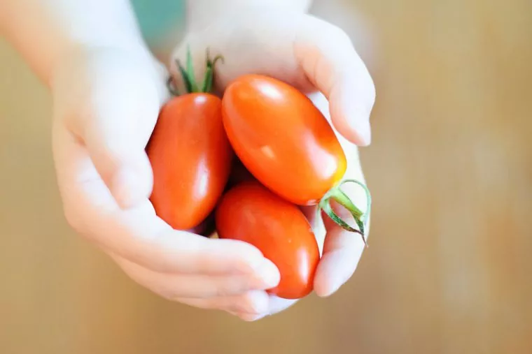 Kleinkindernährung Tomaten