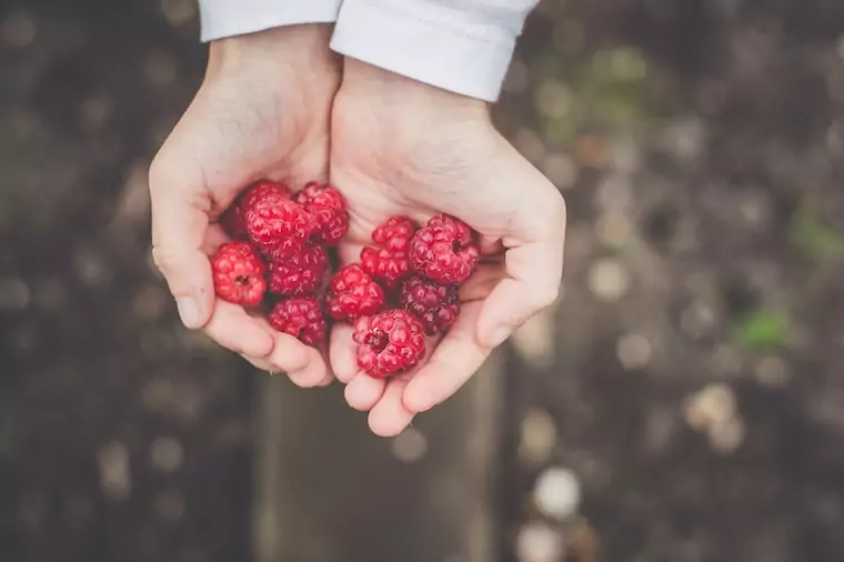 Hand mit Himbeeren