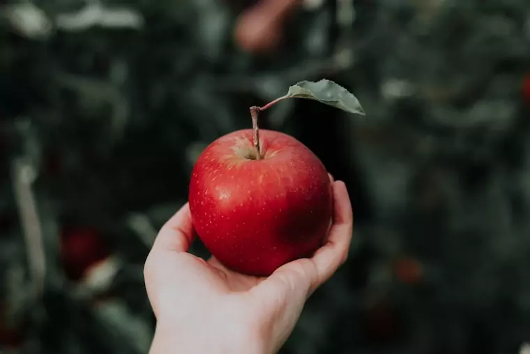 Roter Apfel in einer Hand