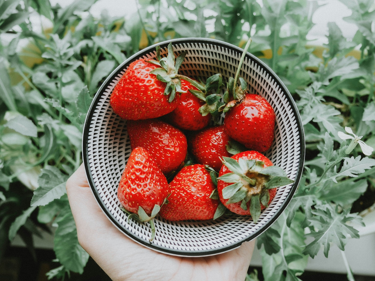 Eine Schale mit saftig süßen Erdbeeren wird von einer Hand gehalten.